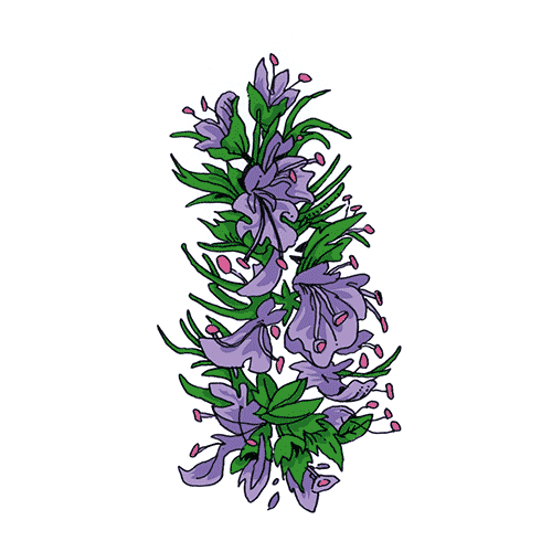 Hyssop