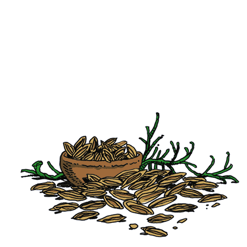 Cumin root